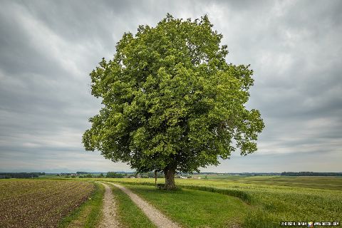 Gemeinde Tyrlaching Landkreis Altötting Rainbichl Aussicht Linde Landschaft (Dirschl Johann) Deutschland AÖ